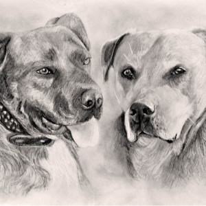 Hunde nach Fotovorlage gezeichnet