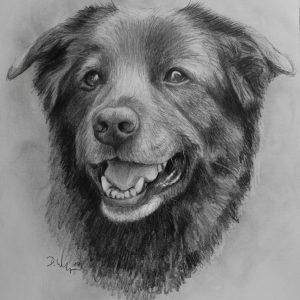 Hund mit Bleistift gezeichnet nach Foto