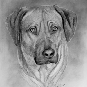 Hundezeichnung mit Bleistift gezeichnet nach Fotovorlage