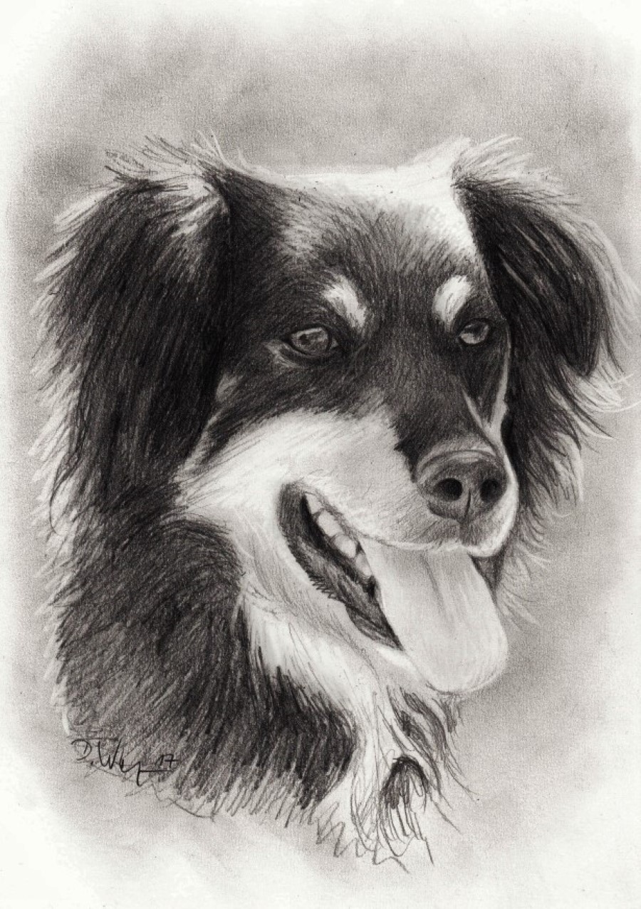 Hundezeichnung nach Fotovorlage - Zeichnung vom Foto - jetzt ansehen