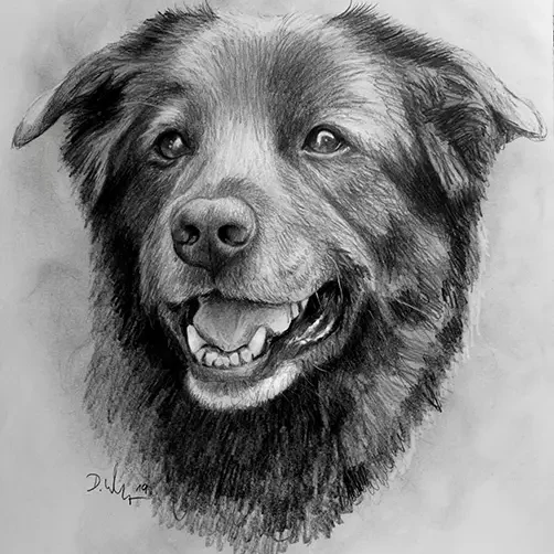 Hundeportraitzeichnung
