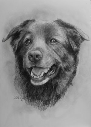 Hundezeichnung Portrait zeichnen lassen