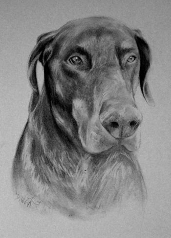 Hundezeichnung Portrait zeichnen lassen