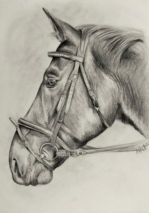 Pferdezeichnung nach Fotovorlage