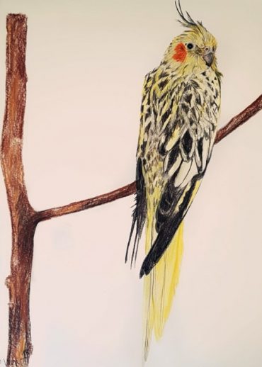 Vogelzeichnung nach Fotovorlage Tierzeichnung nach Fotovorlage