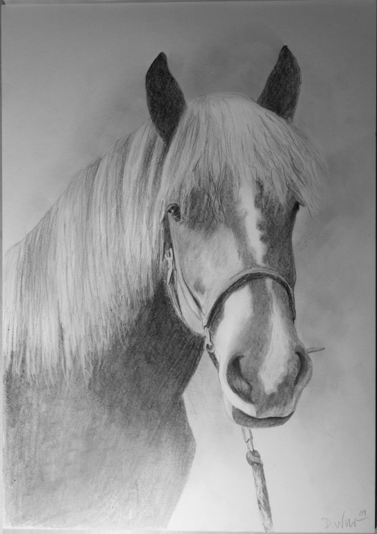 Pferdezeichnung nach Fotovorlage gezeichnet
